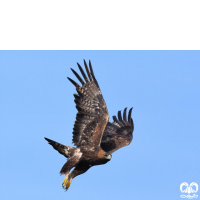 گونه عقاب طلایی Golden Eagle